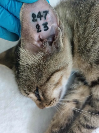 Campagne de stérilisation des chats errants : mois d'Octobre 2023 Ct_24710