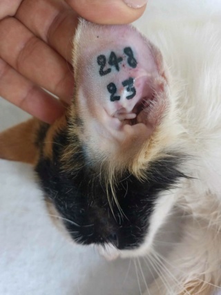 Campagne de stérilisation des chats errants : mois d'Octobre 2023 Ct_24811