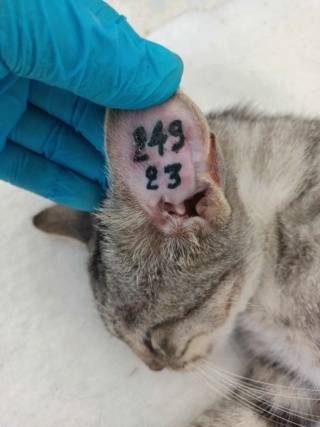 Campagne de stérilisation des chats errants : mois d'Octobre 2023 Ct_24910
