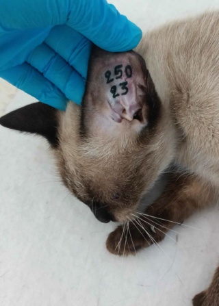 Campagne de stérilisation des chats errants : mois d'Octobre 2023 Ct_25010