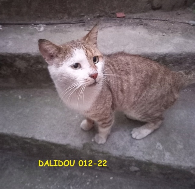 Campagne de stérilisation des chats errants - Tunis - FEVRIER 2022 Dalido10