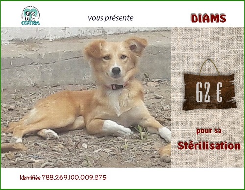 Stérilisation des chats et chiens errants de Tunisie - 2019 Diams_10