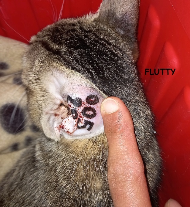 Campagne de stérilisation des chats errants - Tunis - FEVRIER 2022 Flutty12