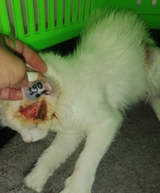 Campagne de stérilisation des chats errants : mois d'août 2023 Img_2102