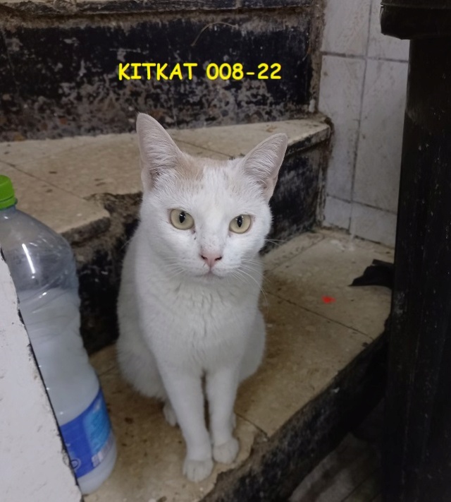 Campagne de stérilisation des chats errants - Tunis - FEVRIER 2022 Kitkat10
