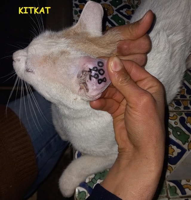 Campagne de stérilisation des chats errants - Tunis - FEVRIER 2022 Kitkat11
