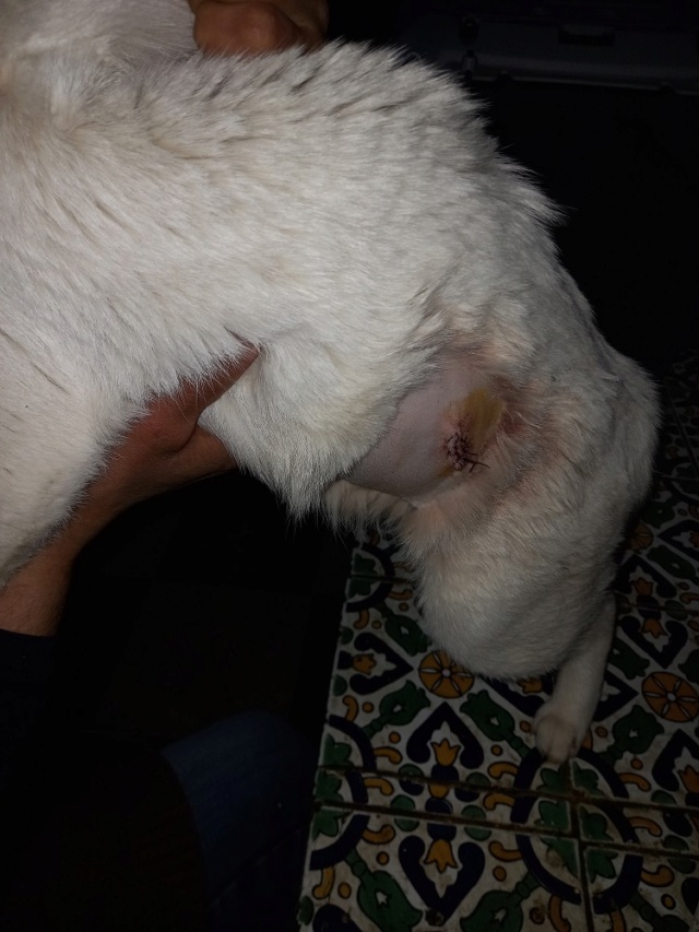 Campagne de stérilisation des chats errants - Tunis - FEVRIER 2022 Kitkat12