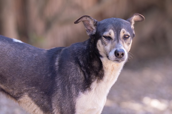 LOU-LEA, identifiée 788.269.100.009.773, en pension à Tunis Lou_le24