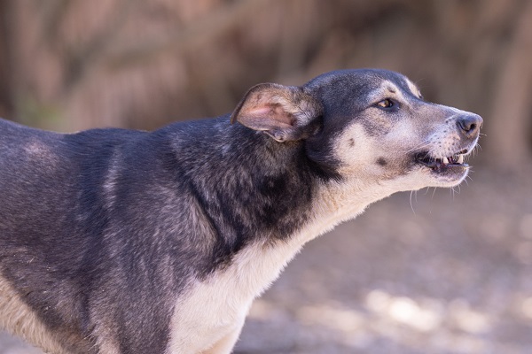 LOU-LEA, identifiée 788.269.100.009.773, en pension à Tunis Lou_le26