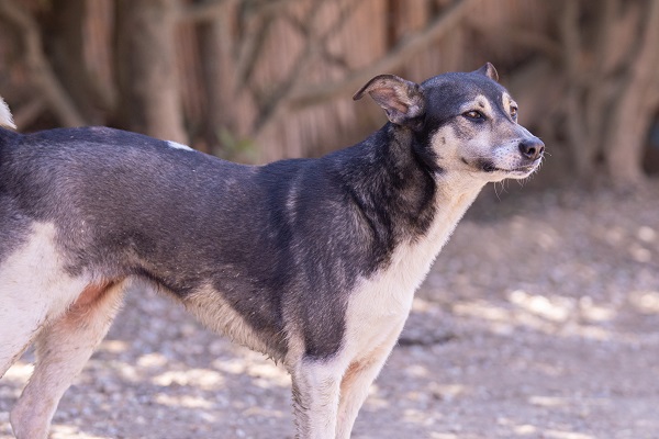 LOU-LEA, identifiée 788.269.100.009.773, en pension à Tunis Lou_le30