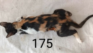 Campagne de stérilisation des chats errants : mois d'août 2023 Loulo126