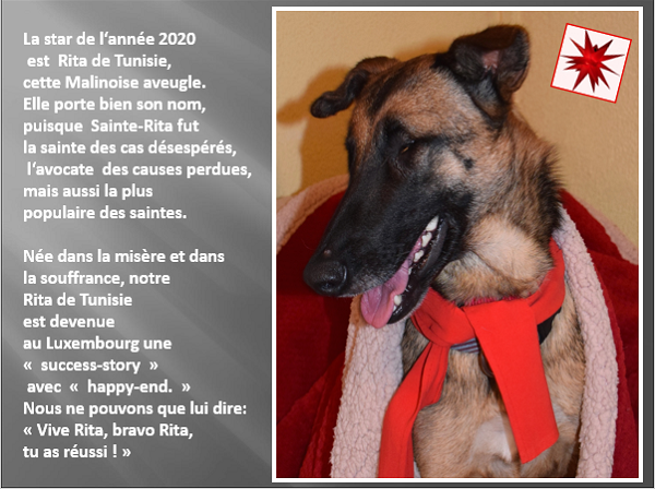 Aides en 2020 aux chiens CCTNA et aux animaux de Tunisie. Lux_2019