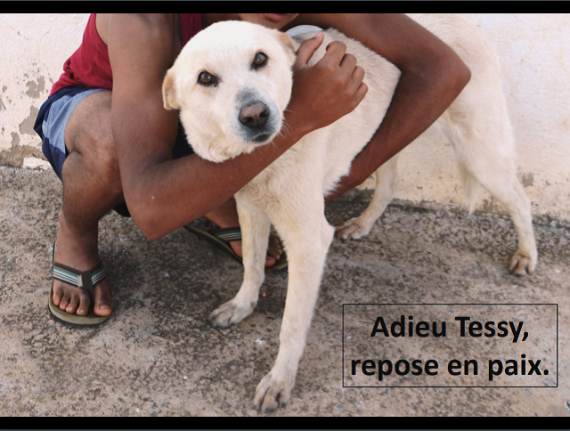 Aides en 2020 aux chiens CCTNA et aux animaux de Tunisie. Lux_2022