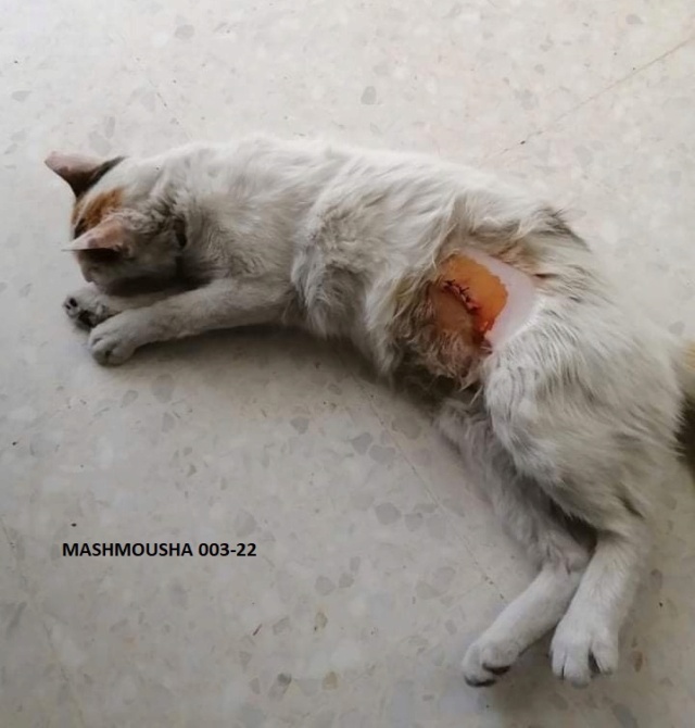 Campagne de stérilisation des chats errants - Tunis - FEVRIER 2022 Mashmo13