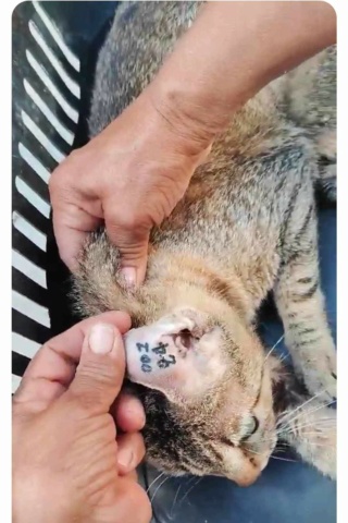 Stérilisation chats errants - Tunis - Mai 2024 Messen10