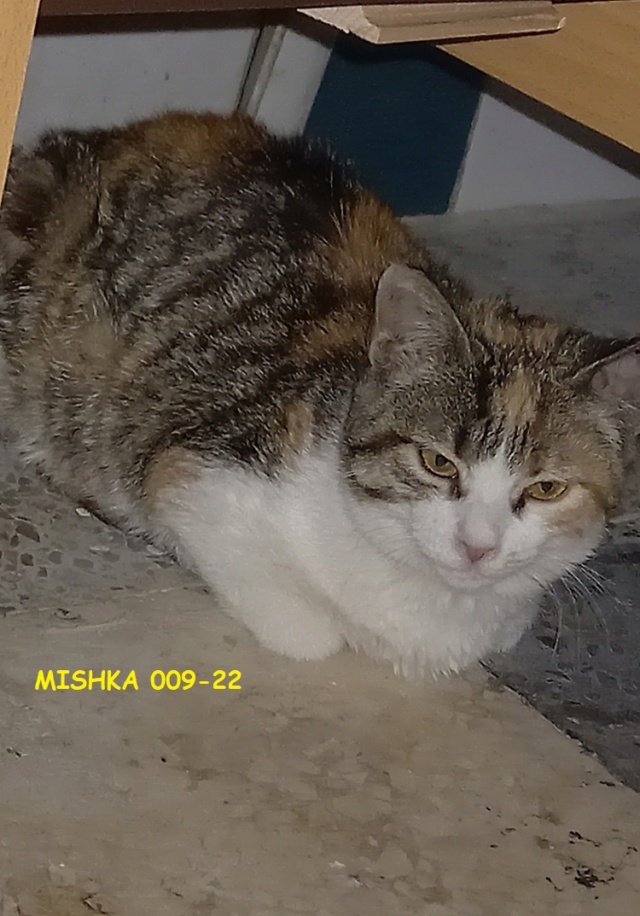 Campagne de stérilisation des chats errants - Tunis - FEVRIER 2022 Michka10