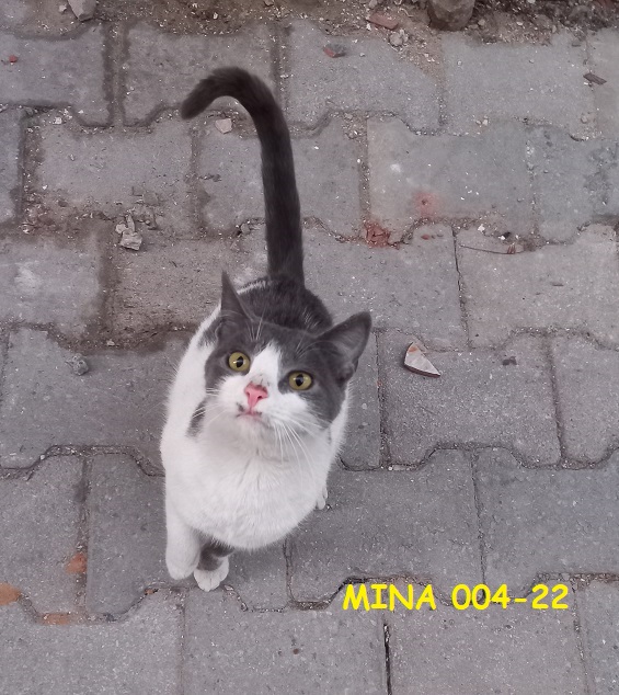 Campagne de stérilisation des chats errants - Tunis - FEVRIER 2022 Mina_c10