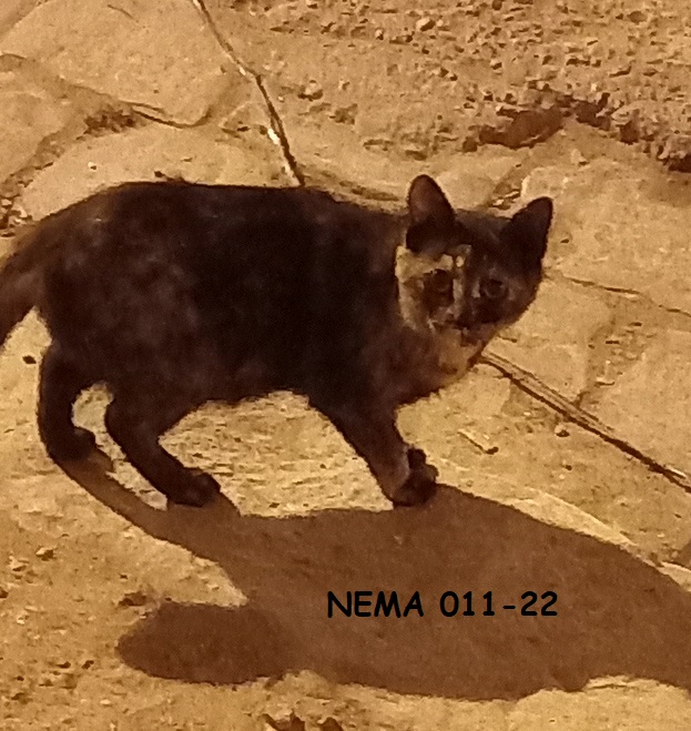 Campagne de stérilisation des chats errants - Tunis - FEVRIER 2022 Nema_c10