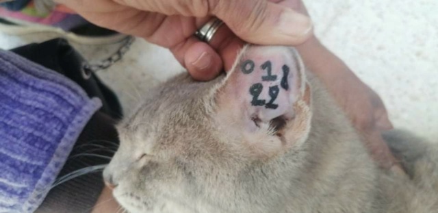 Campagne de stérilisation des chats errants - Tunis - FEVRIER 2022 Nour_011