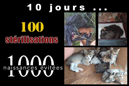 Stérilisation des chats et chiens errants de Tunisie - 2019 Ov_ct_11