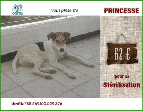 Stérilisation des chats et chiens errants de Tunisie - 2019 Prince15