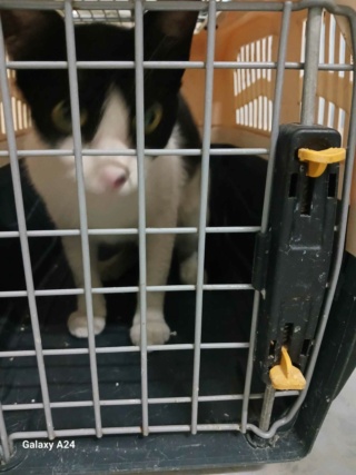 Campagne de stérilisation des chats errants : mois d'Octobre 2023 Recei113