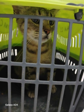 Campagne de stérilisation des chats errants : mois d'Octobre 2023 Recei115