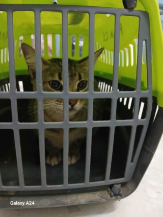 Campagne de stérilisation des chats errants : mois d'Octobre 2023 Recei116