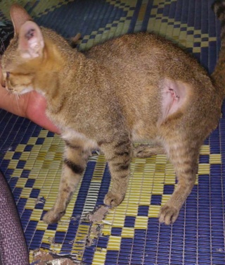 Campagne de stérilisation des chats errants : mois d'Octobre 2023 Recei125