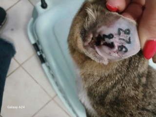 Campagne de stérilisation des chats errants : mois d'Octobre 2023 Recei128