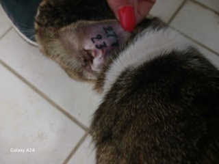 Campagne de stérilisation des chats errants : mois d'Octobre 2023 Recei130