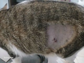 Campagne de stérilisation des chats errants : mois d'Octobre 2023 Recei131