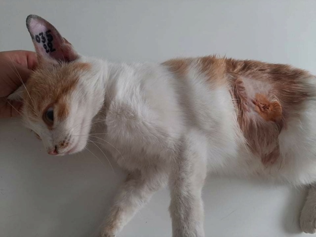 Campagne de stérilisation des chats errants - Tunis - FEVRIER 2022 Receiv11