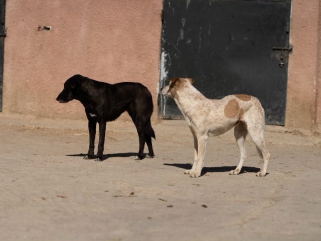 REGLISSE, identifiée 788.269.100.012.445, en pension familiale dpt 22 Reglis97