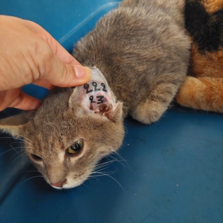 Campagne de stérilisation des chats errants : mois de septembre 2023 Rousti11