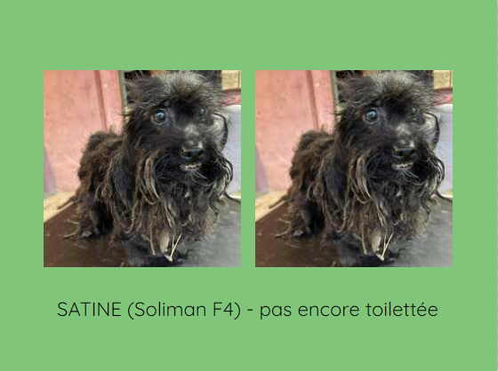 Sauvetage des "caniches" de SOLIMAN Satine10