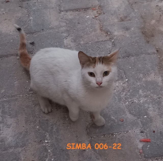 Campagne de stérilisation des chats errants - Tunis - FEVRIER 2022 Simba_11