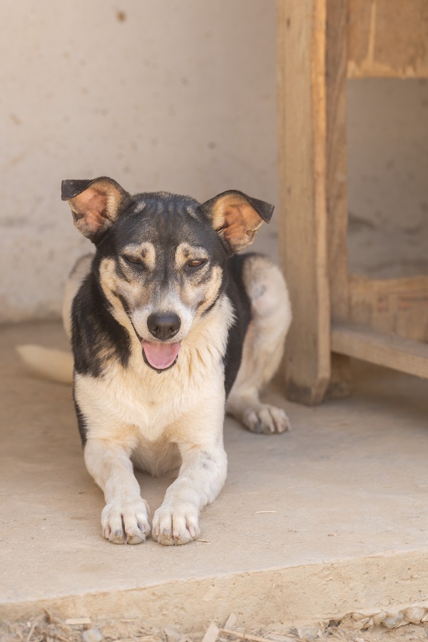 LOU-LEA, identifiée 788.269.100.009.773, en pension à Tunis Skz01811