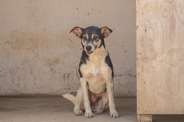 LOU-LEA, identifiée 788.269.100.009.773, en pension à Tunis Skz01816