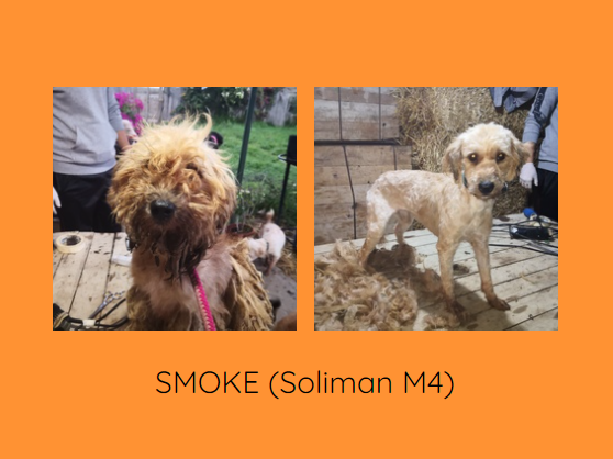 Sauvetage des "caniches" de SOLIMAN Smoke_10