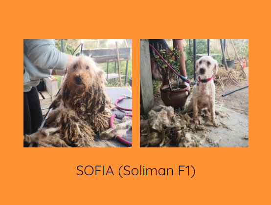 Sauvetage des "caniches" de SOLIMAN Sofia_10