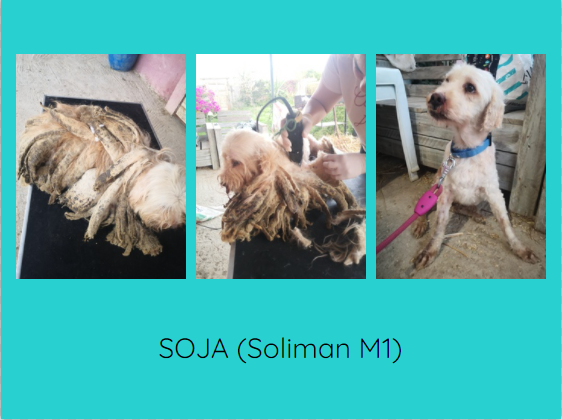 Sauvetage des "caniches" de SOLIMAN Soja_s10