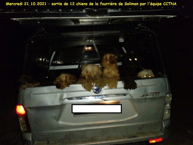 Nouvelles des chiens CCTNA actuellement en Tunisie - Page 2 Solima12