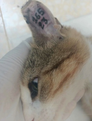 Campagne de stérilisation des chats errants : mois d'août 2023 Sophia17