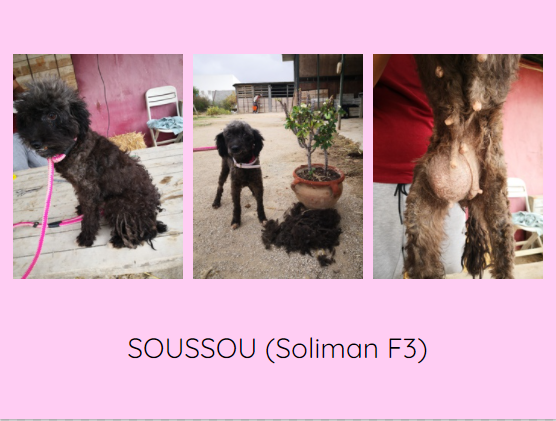 Sauvetage des "caniches" de SOLIMAN Sousso10