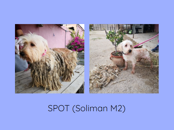 Sauvetage des "caniches" de SOLIMAN Spot_s10