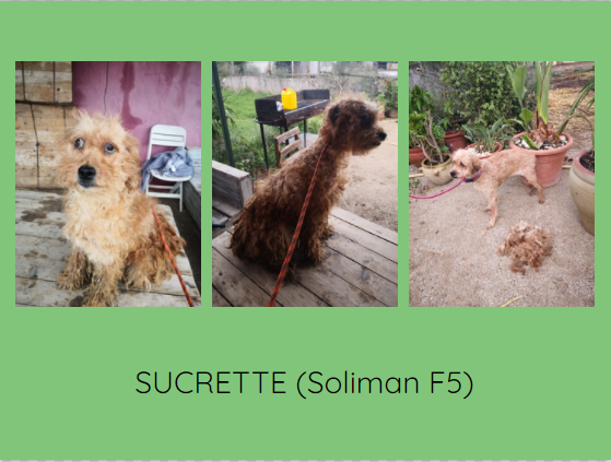 Sauvetage des "caniches" de SOLIMAN Sucret10