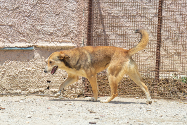 SAMSA, identifiée 788.269.100.026.522, en refuge PAT à Tunis Zsk00011