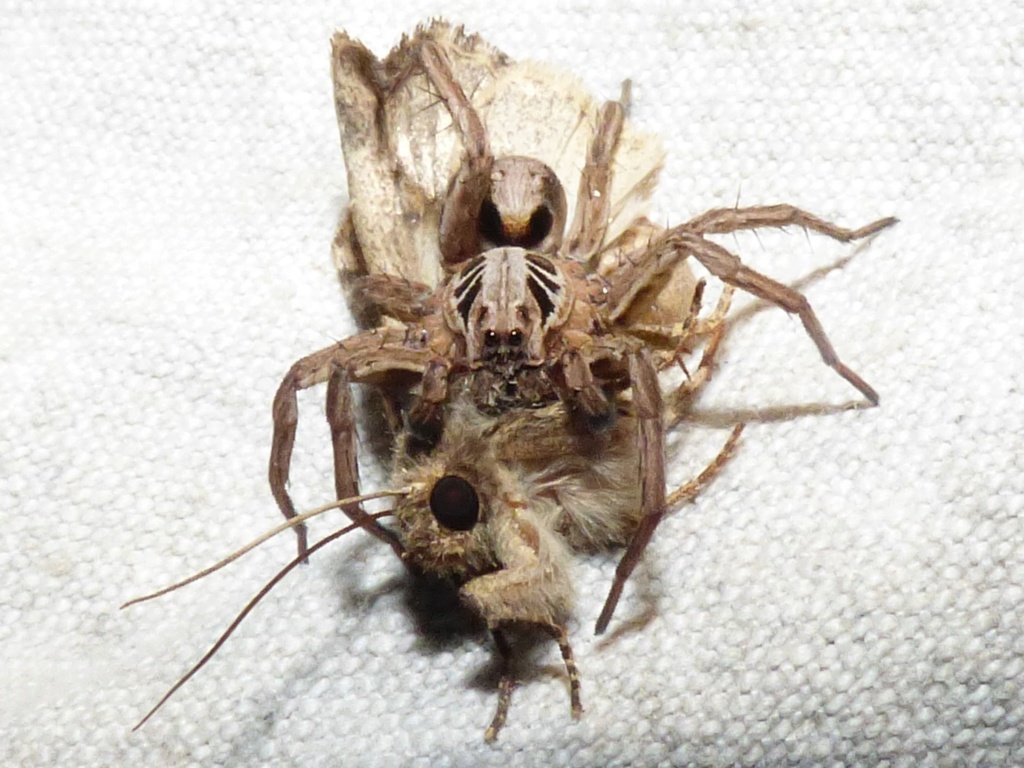 Araignée des landes : [Alopecosa striatipes]  (Hogna radiata) Araign11