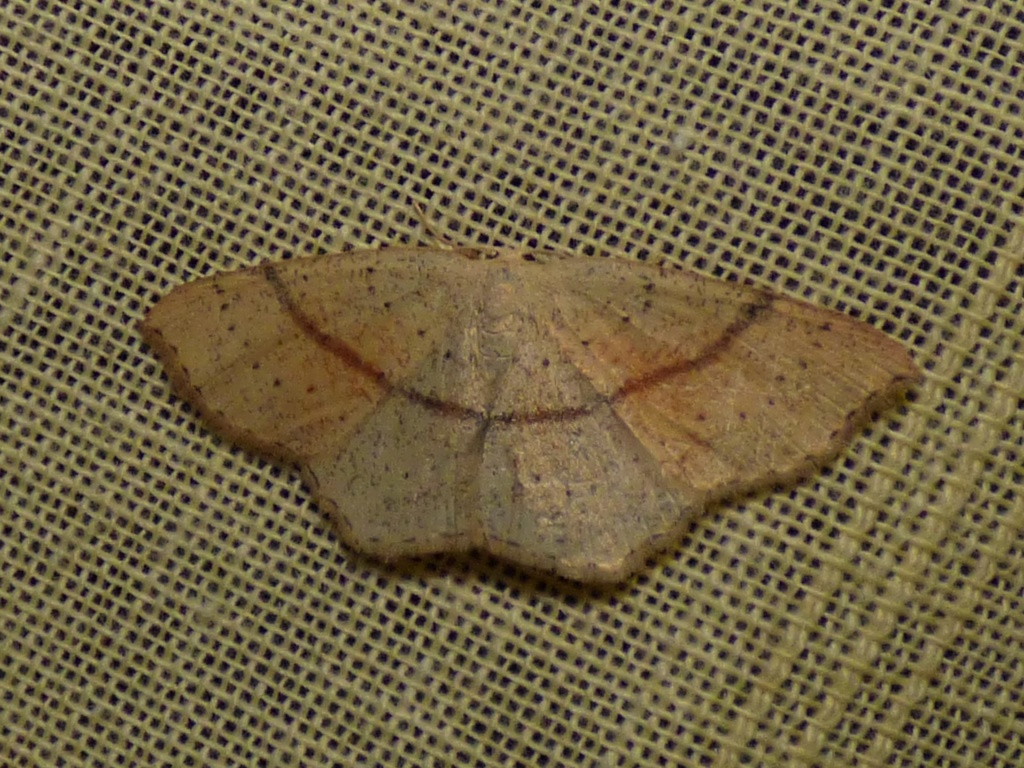 Cyclophora punctaria ( forme printemps ou été ) Cyclop10